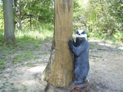 wooden sculpture of badger by tree