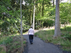 path winding through trees